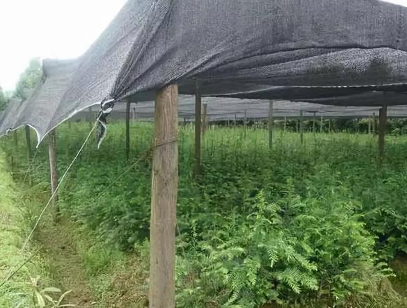 夏季苗木養護注意事項之遮蔭防日灼篇